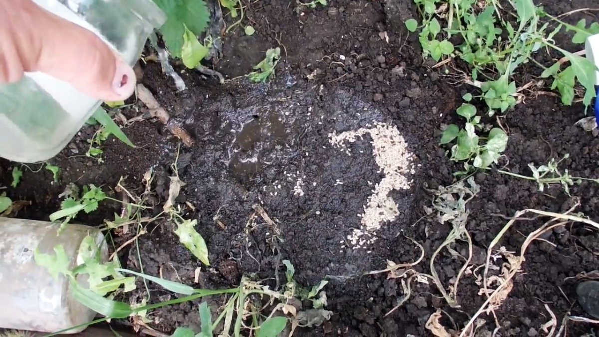 Как убрать муравьев из теплицы с огурцами