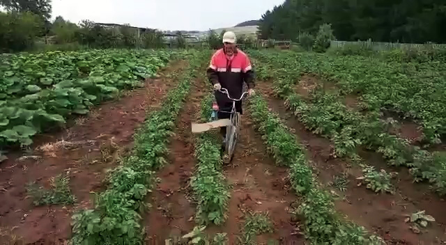 Велосипед и шуруповерт очистят участок картошки от колорадского жука за 10 минут