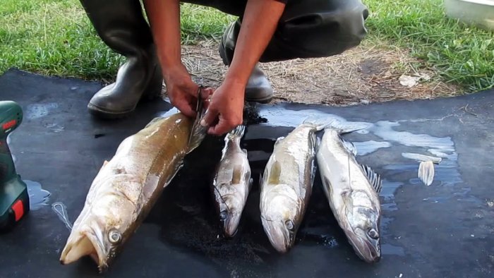 Чистим улов шуруповертом прямо на рыбалке за пару минут