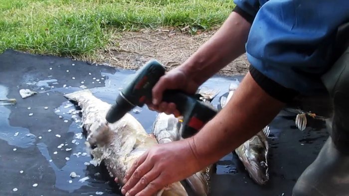 Чистим улов шуруповертом прямо на рыбалке за пару минут