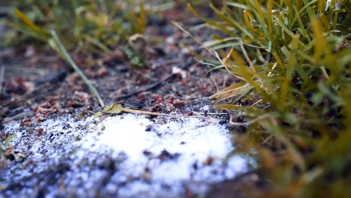 Способ который избавит огород от муравьев навсегда