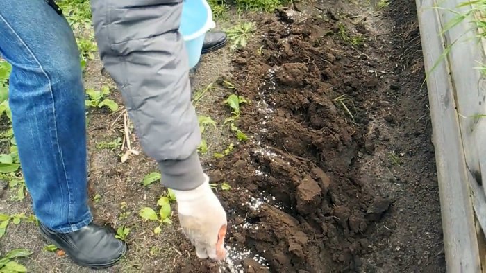 Выводим медведку с участка стопроцентным бесплатным способом