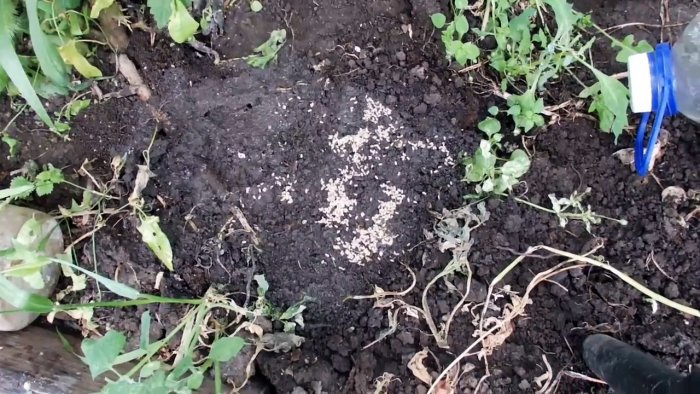 Выгоняем муравьев из теплицы за 5 минут крайне простым средством