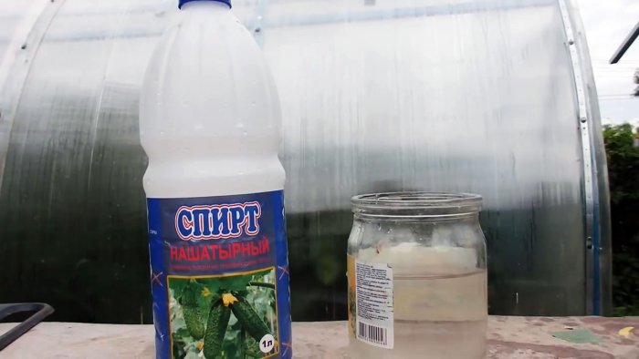 Выгоняем муравьев из теплицы за 5 минут крайне простым средством