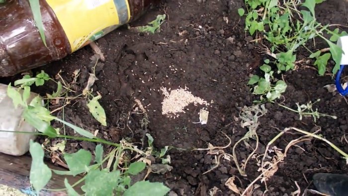 Выгоняем муравьев из теплицы за 5 минут крайне простым средством