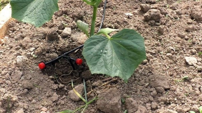 Как самостоятельно организовать автоматический полив