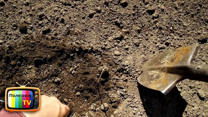 Как навсегда избавиться от проволочника просто и без химии