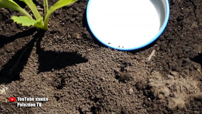 Уничтожаем муравьев крайне простым средством