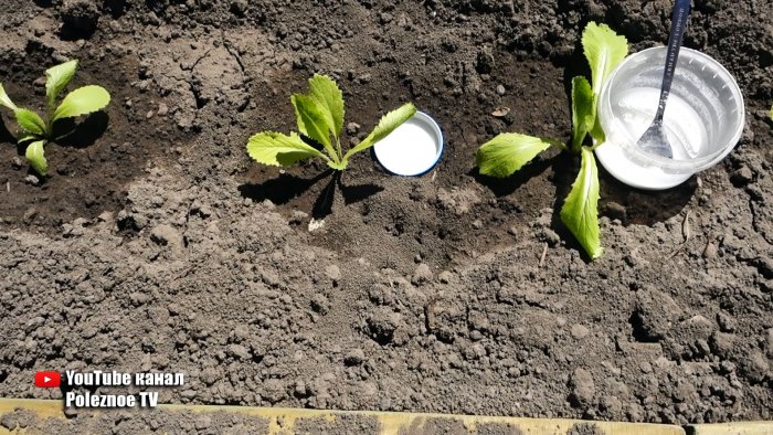 Уничтожаем муравьев крайне простым средством