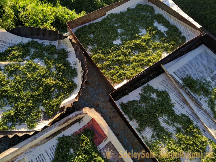 Сбор и высушивание укропа в естественных условиях