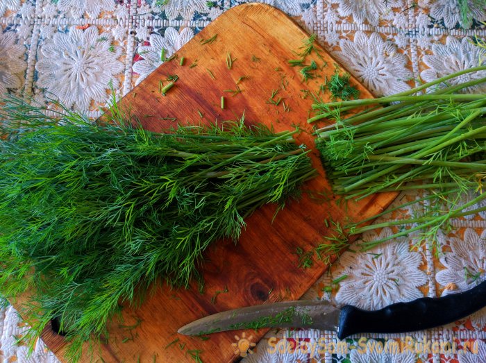 Сбор и высушивание укропа в естественных условиях