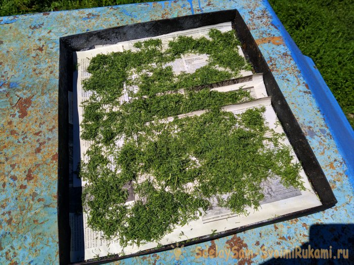 Сбор и высушивание укропа в естественных условиях