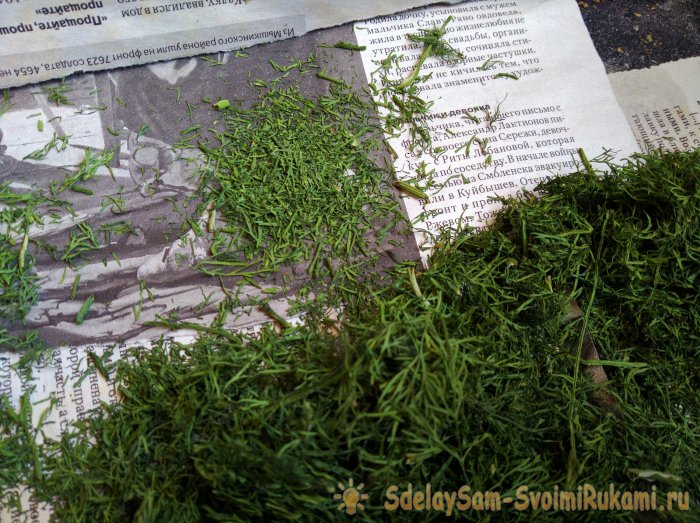 Сбор и высушивание укропа в естественных условиях