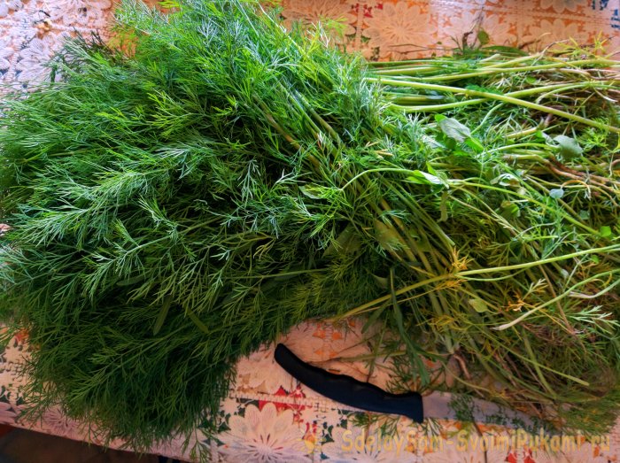 Сбор и высушивание укропа в естественных условиях