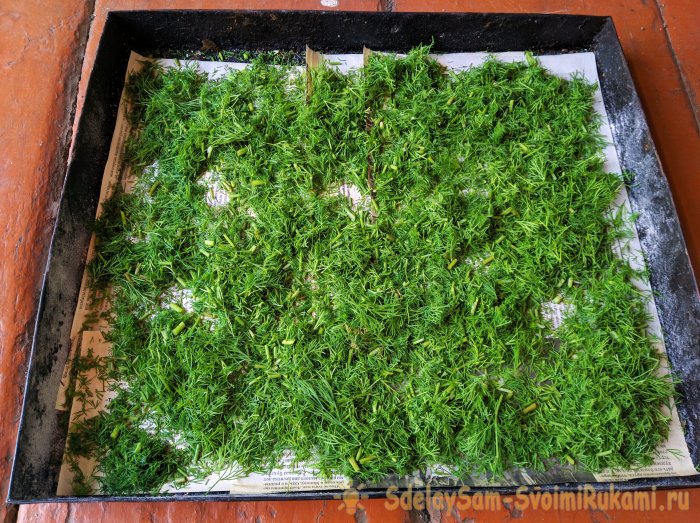 Сбор и высушивание укропа в естественных условиях