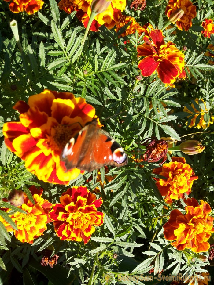 Как успешно бороться с тлей без применения ядохимикатов