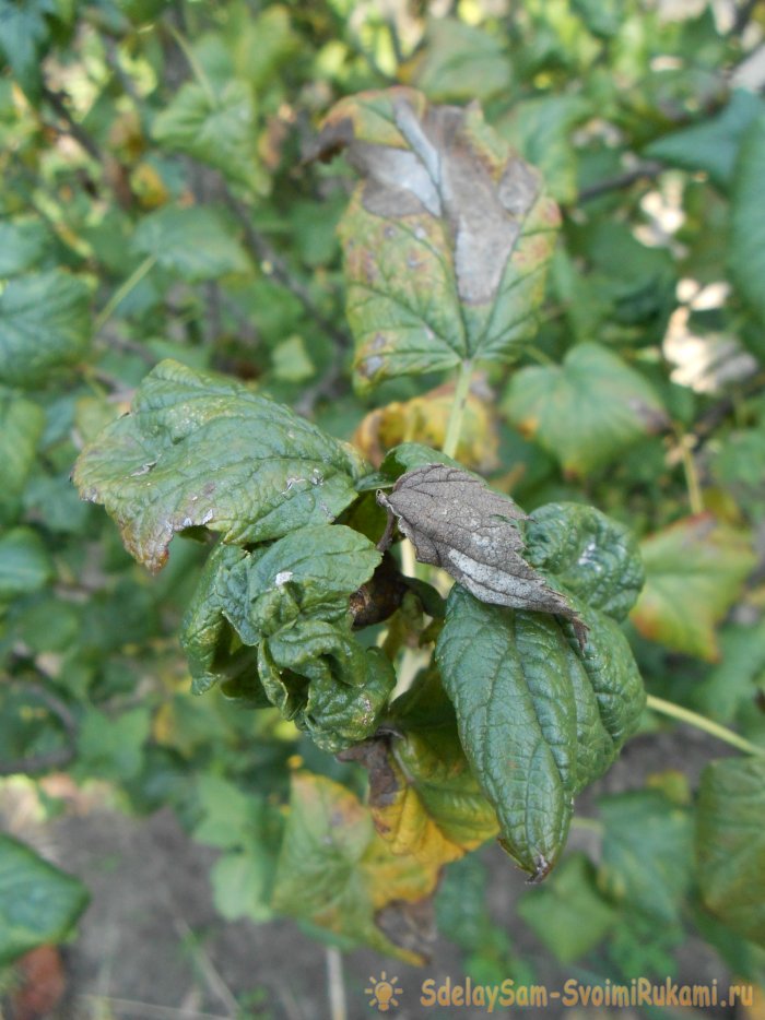 Как успешно бороться с тлей без применения ядохимикатов