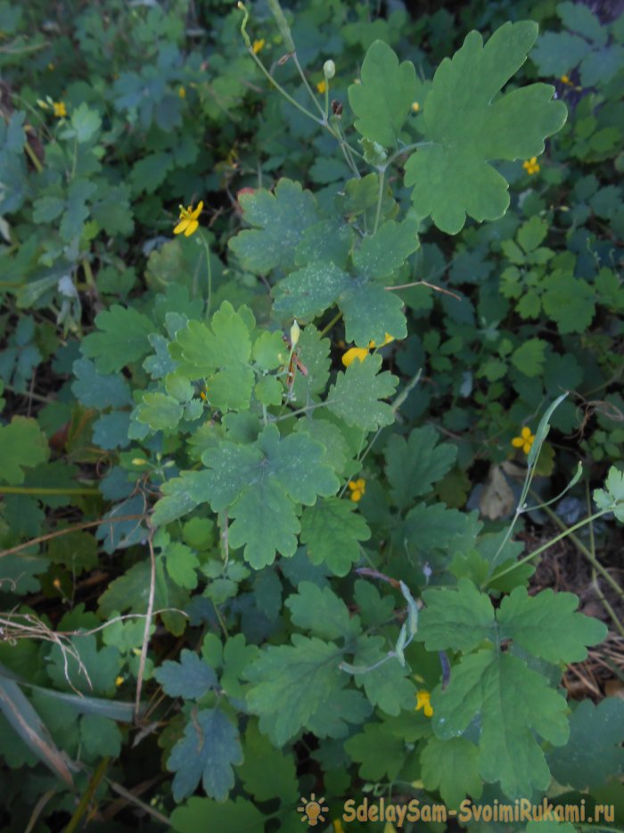 Как успешно бороться с тлей без применения ядохимикатов