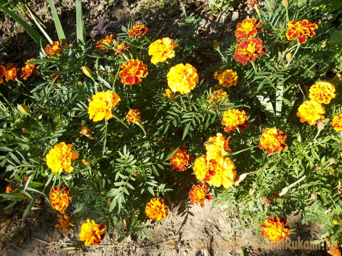 Как успешно бороться с тлей без применения ядохимикатов