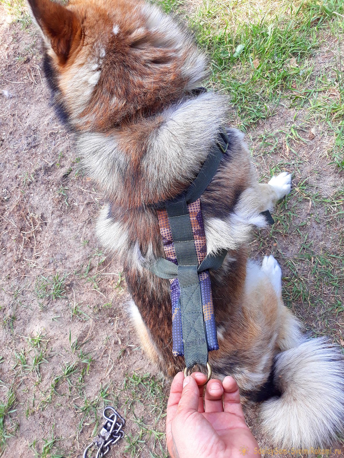 Шлейка для собак: виды, предназначение и как сделать своими руками