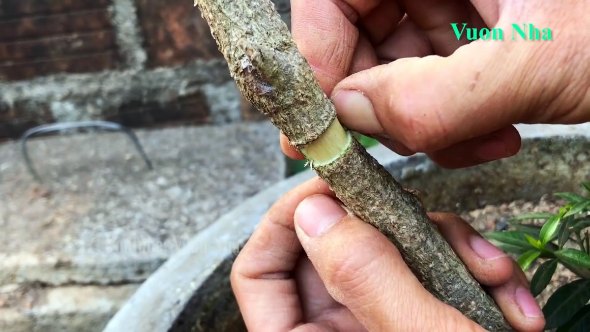 Формируем саженец любого дерева из ветки с помощью туалетной бумаги