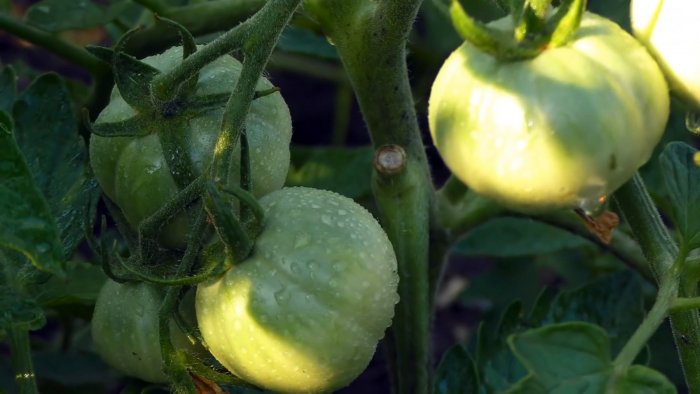 Все смеялись пока не увидели результат Подкормка для завязи плодов