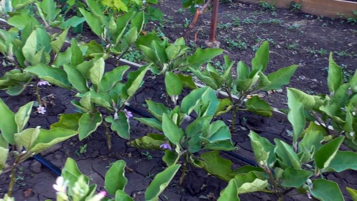 Все смеялись пока не увидели результат Подкормка для завязи плодов