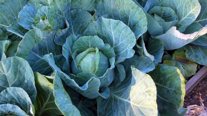 Все смеялись пока не увидели результат Подкормка для завязи плодов