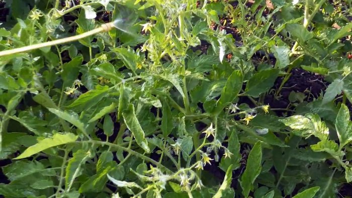 Все смеялись пока не увидели результат Подкормка для завязи плодов