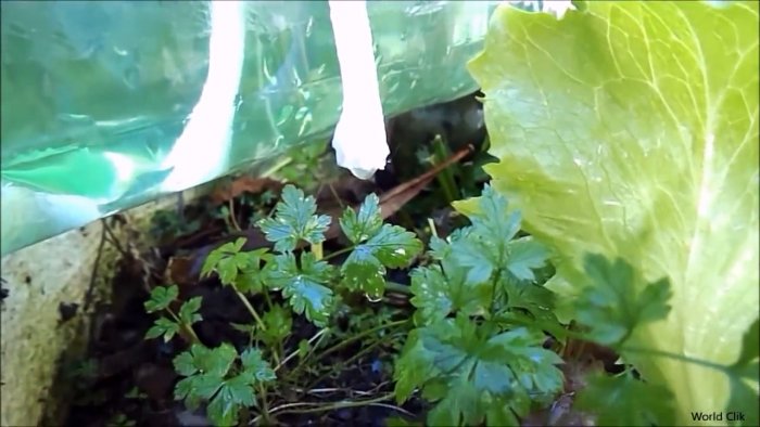 Как из обычной бутылки делать систему автоматического полива