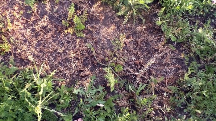 Все выливают эту жидкость а оказывается это лучшее средство против сорняков