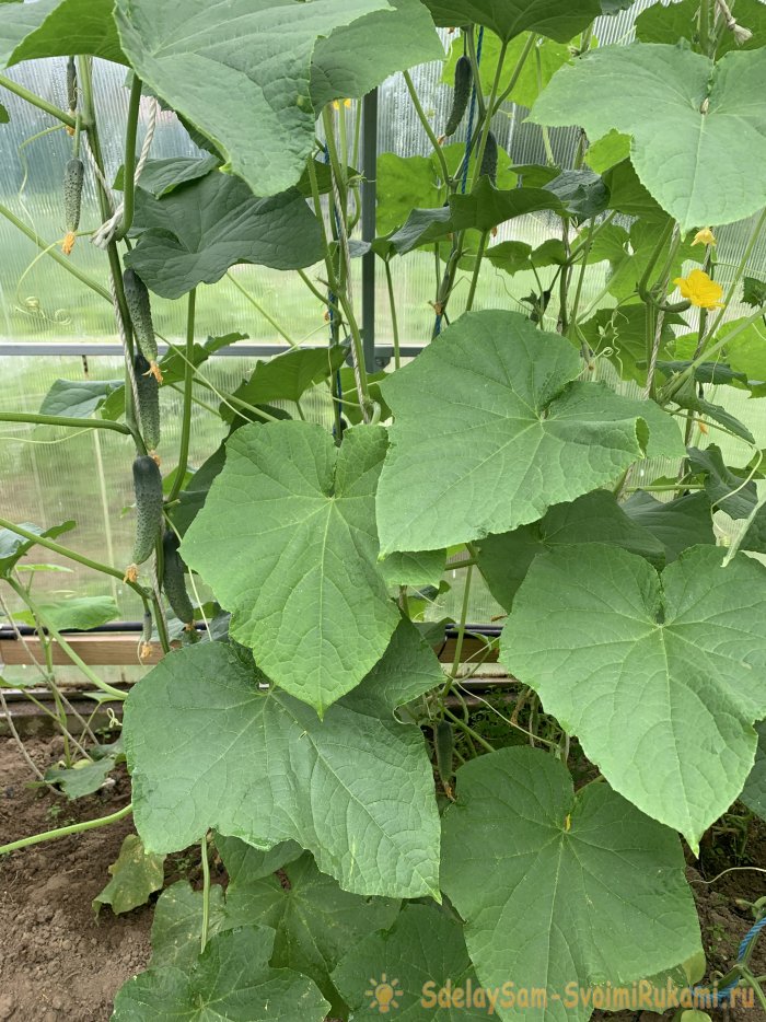 Делюсь секретами по выращиванию богатого урожая огурчиков