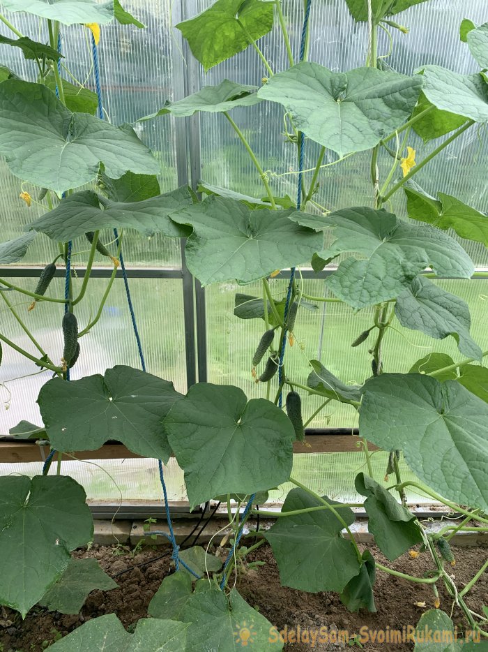 Делюсь секретами по выращиванию богатого урожая огурчиков