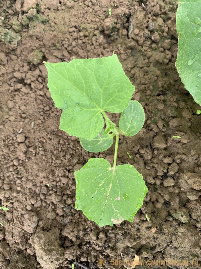 Делюсь секретами по выращиванию богатого урожая огурчиков