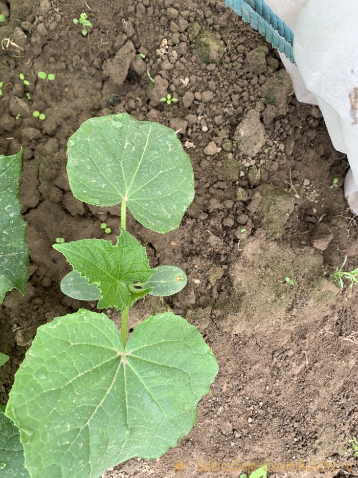 Делюсь секретами по выращиванию богатого урожая огурчиков