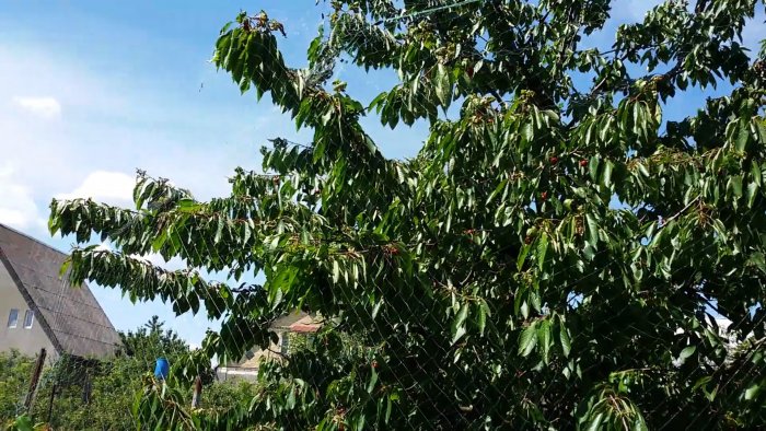 100% защита сада от птиц