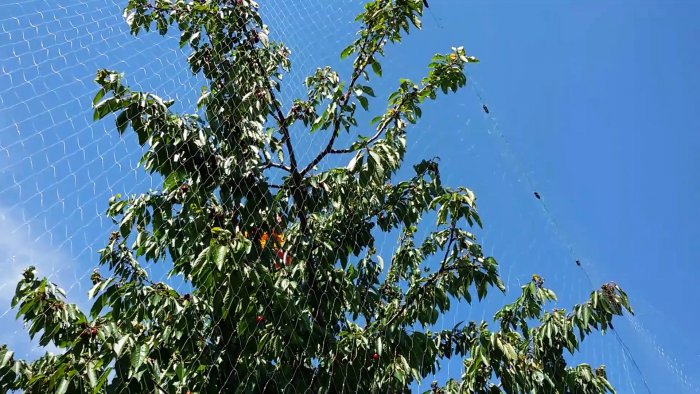 100% защита сада от птиц