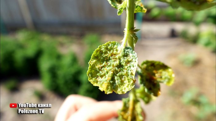 Тля боится этого средства как огня спасаем деревья без химии