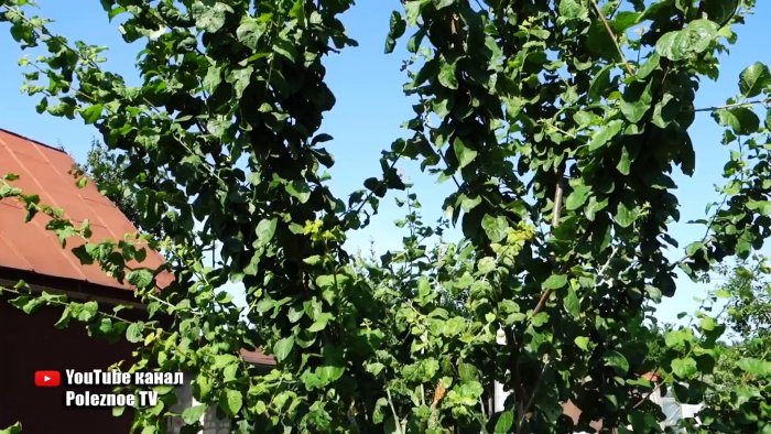 Тля боится этого средства как огня спасаем деревья без химии