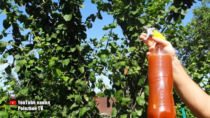 Тля боится этого средства как огня спасаем деревья без химии