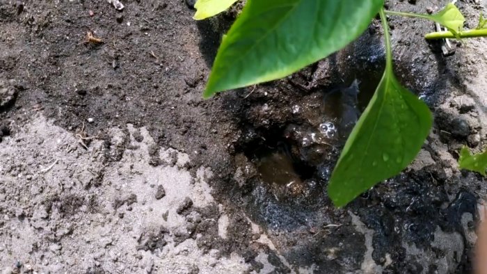 Единоразовая обработка этим способом избавит вас от муравьев навсегда