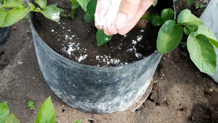 Единоразовая обработка этим способом избавит вас от муравьев навсегда