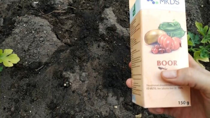 Единоразовая обработка этим способом избавит вас от муравьев навсегда