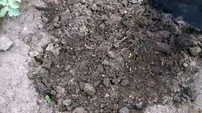 Единоразовая обработка этим способом избавит вас от муравьев навсегда