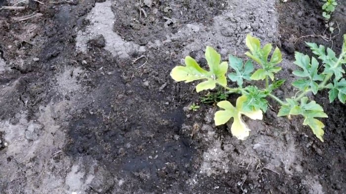 Единоразовая обработка этим способом избавит вас от муравьев навсегда