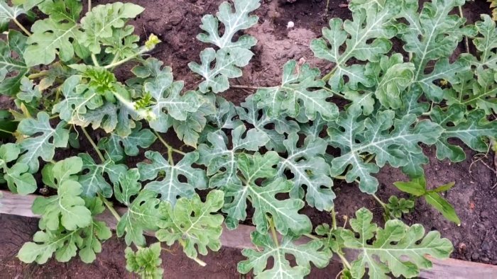 Единоразовая обработка этим способом избавит вас от муравьев навсегда