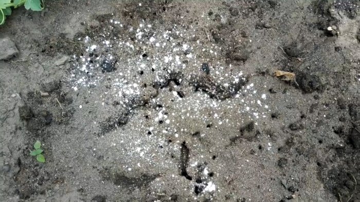 Единоразовая обработка этим способом избавит вас от муравьев навсегда