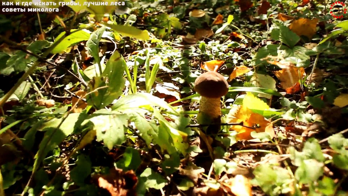 Как не уйти из леса без грибов. Советы профессионального миколога