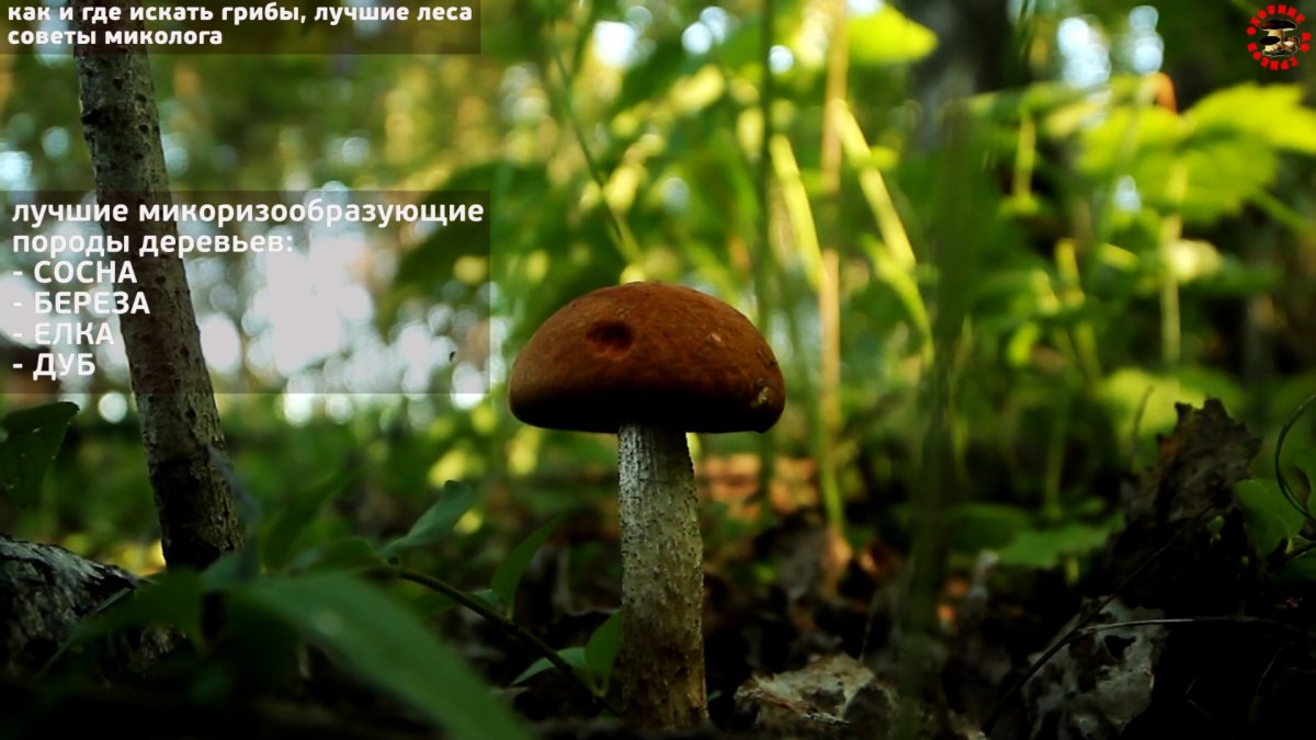 Как не уйти из леса без грибов. Советы профессионального миколога