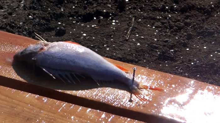 Как почистить ведро рыбы за 15 минут